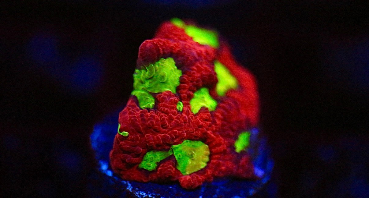 CCC Radioactive Ooze Favia