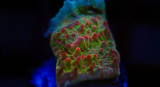 CCC Cupping Skittles Chalice