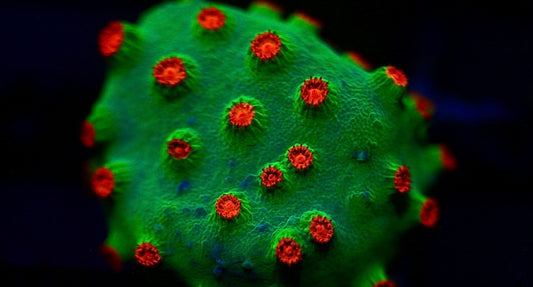 Meteor Shower Cyphastrea