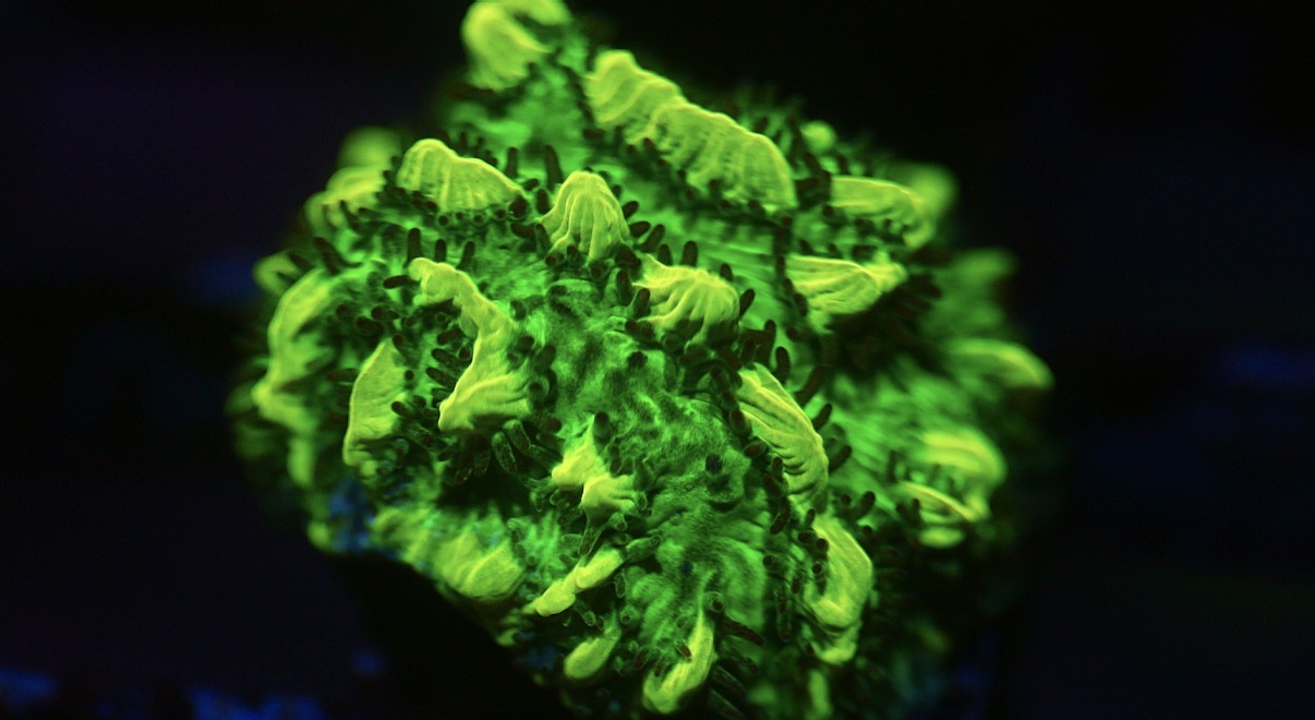 JF Lime Light Hydrnophora (Highlighter green)