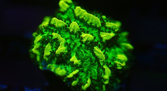 JF Lime Light Hydrnophora (Highlighter green)