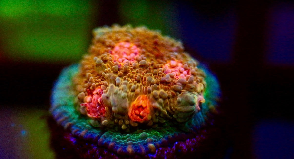 CCC Pink eye Chalice