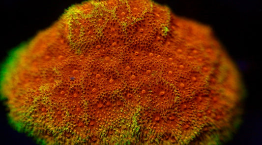 Watermelon Psammocora