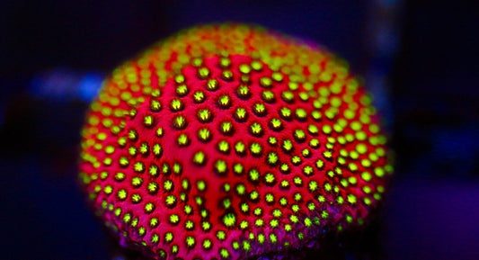 WWC Electric Daisy Stylocoeniella