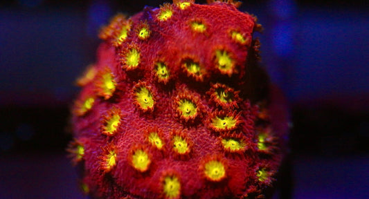 Bling Bling Cyphastrea