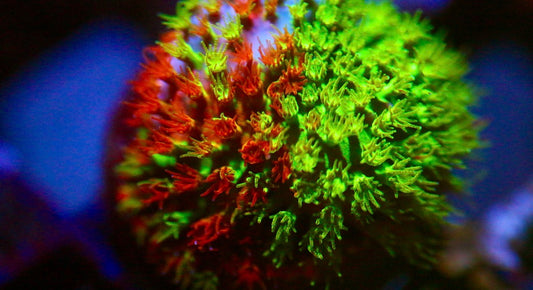 WWC Two Face Stylocoeniella