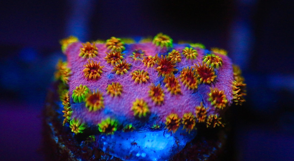 Skittlez Bomb Cyphastrea