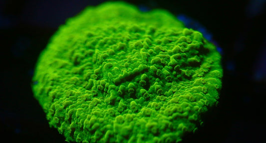 Tyree Toxic Green Aequituberculata Monti