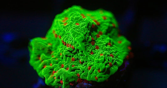 Seasons Greeting Montipora