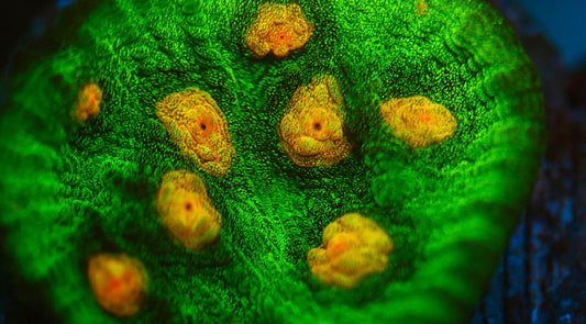 Raja Rampage Chalice