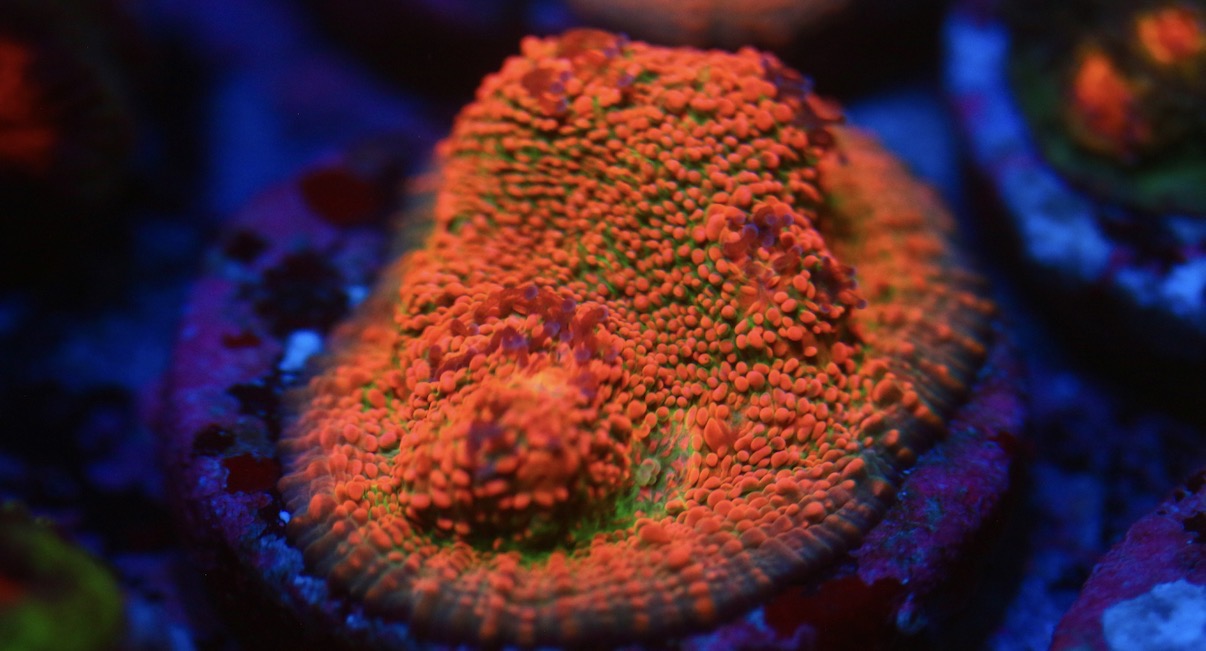 CCC Pink Spot Chalice