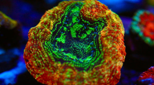 BSA Superstition Blasto