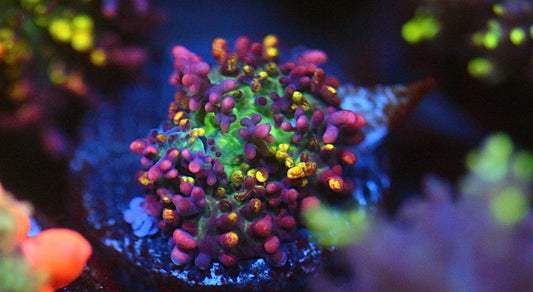 Magic Carpet Mushroom