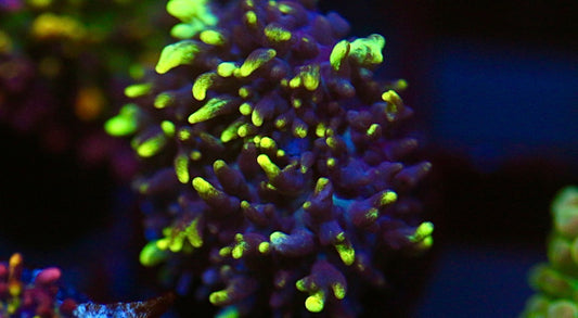 Vietnam Hairy Mushroom