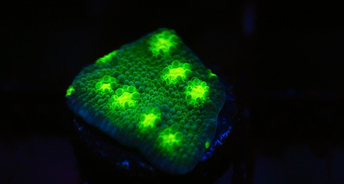 Hollywood Stunner Chalice